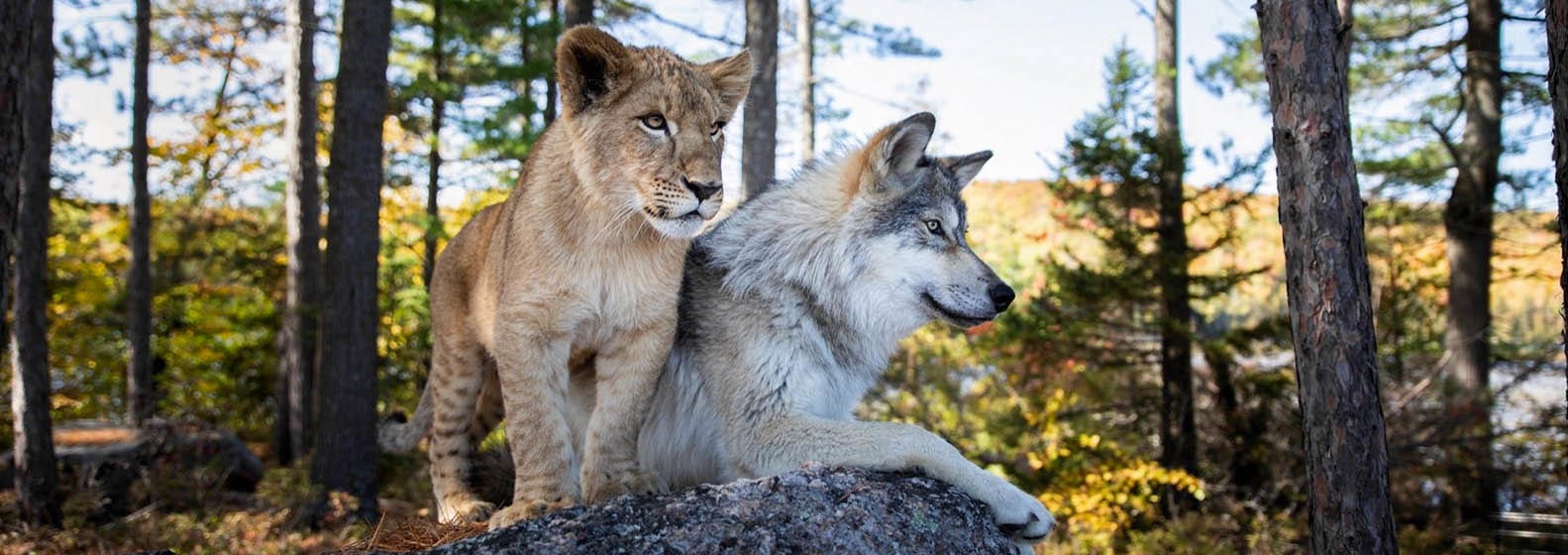The Wolf and the Lion - Header Image